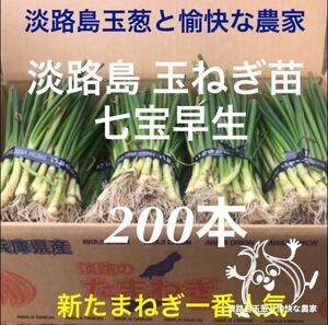 淡路島産 玉ねぎ苗 200本 たまねぎ苗 玉葱苗 タマネギ苗 淡路島 農家直送 家庭菜園