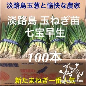 淡路島産 玉ねぎ苗 100本 たまねぎ苗 玉葱苗 タマネギ苗 淡路島 農家直送 家庭菜園