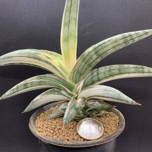 【超美苗】多肉植物 サンセベリア ブルークローン白斑 Sansevieria Blue Clone White variegated 大株 鮮明斑入 選抜極上株 02