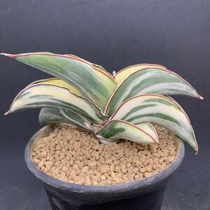 【希少】多肉植物 サンスベリア ロブスタ ホワイト Sansevieria Robusta White variegata 美苗 選抜極上斑 白斑 01