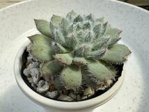 多肉植物 エケベリア原種 セトーサ ミノール 【安心の根付き抜き苗】ECHEVERIA setosa var.minor_画像2