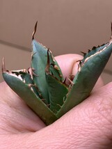  cs52アガベ チタノタ 巨獣 Agave titanota ' Giant Beast '（ ハデス シーザー チタノタ ）/検 悪魔くん シーザー ハデス 清櫻 白鯨皇冠_画像3