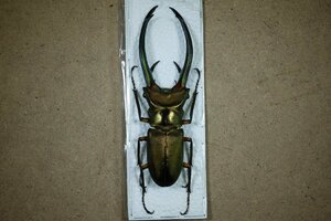 標本・NO13　エラフスホソアカクワガタ　♂95ミリ・昆虫販売アリスト・WD・標本