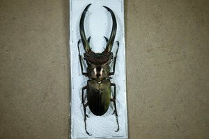 標本・NO18　エラフスホソアカクワガタ　♂92ミリ・昆虫販売アリスト・WD・標本