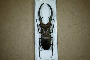 標本・NO11　エラフスホソアカクワガタ　♂97ミリ・昆虫販売アリスト・WD・標本