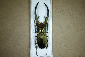 標本・NO10　エラフスホソアカクワガタ　♂99ミリ・昆虫販売アリスト・WD・標本