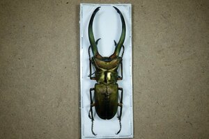 標本・NO17　エラフスホソアカクワガタ　♂93ミリ・昆虫販売アリスト・WD・標本