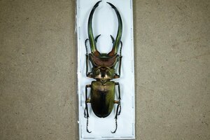 標本・NO25　エラフスホソアカクワガタ　♂90ミリ・昆虫販売アリスト・WD・標本