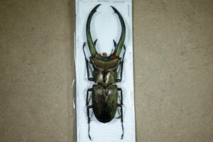 標本・NO22　エラフスホソアカクワガタ　♂91ミリ・昆虫販売アリスト・WD・標本