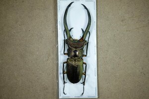 標本・NO23　エラフスホソアカクワガタ　♂92ミリ・昆虫販売アリスト・WD・標本