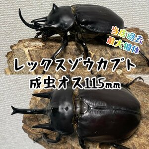 レックスゾウカブト成虫オス♂115mm（メガソマ、Ｍレックス、旧アクティオンゾウカブト、アクテオンゾウカブト）