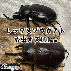 レックスゾウカブト成虫オス♂111mm（メガソマレックス、旧アクティオンゾウカブト、アクテオンゾウカブト）