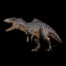 Nanmu 本心楠改 ギガノトサウルス 2.0 カルカロドントサウルス科 PVC レジン 恐竜 フィギュア おもちゃ 模型 プレゼント 44cm級 原色通常_画像2
