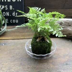 ダバリア苔玉仕立て 涼しげ シダ 観葉植物