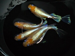 レア物☆ダイアナ妃リアルロングフィン血統稚魚10匹☆キッシングRLFも生まれてます　メダカ　めだか