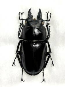 [ Sapporo departure ]amami maru spring stag beetle before regulation collection goods insect specimen no.04