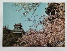 大判絵葉書　犬山城の桜　　　　　　　　　　　　　　　　　　　　　　　　　　　_画像1