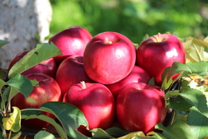 間もなく完売■予約■山形県産　樹上完熟紅玉　約2.8kg12-14玉前後　希少