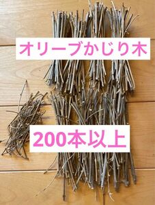 【完全無農薬】オリーブかじり木　200本以上　おまけ付き