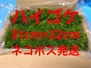 ハイゴケ　天然　31㎝×22㎝　ネコポス発送　苔玉