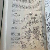 【原色日本帰化植物図鑑】函付 昭和58年 保育社 長田武正_画像8