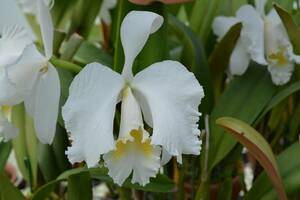 洋蘭　カトレヤ　原種　C.mossiae fma.alba `Schnee' 