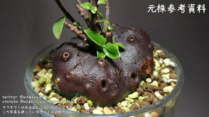 Hydnophytum spec. (Doorman's Top - small leaves) -アリ植物 着生植物 パルダリウム 熱帯植物 山野草 塊根植物