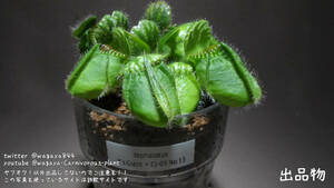 Cephalotus follicularis Y's　Giant × CJ-01 No.13 -食虫植物 パルダリウム 熱帯植物 山野草