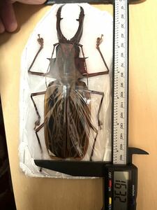 オオキバウスバカミキリ　Macrodontia cervicornis オス　163mm 極大 ペルー産 
