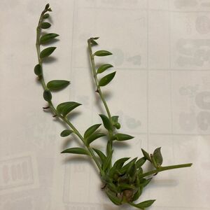 三日月ネックレス　多肉植物 カット苗　ミカヅキネックレス　吊り下げ向き　発根