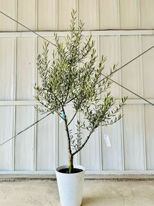  rare 0 olive L Greco 0 [ height of tree : approximately 150cm] symbol tree garden tree olive. tree NOV24