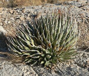 【1円～】 Agave utahensis var. nevadensis アガベ ウタヘンシス ユタヘンシス ネバデンシス 種 100粒