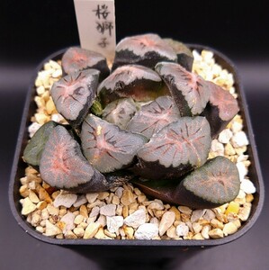 極美種　ハオルチア　万象　‘桜獅子’　多肉植物　Haworthia ハオルシア