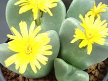 式典　Conophytum　コノフィツム　多肉植物_画像4