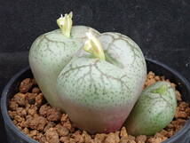 フィシフォルメ(白花)　worcester　Conophytum　 ficiforme　コノフィツム　多肉植物_画像3