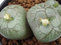 フィシフォルメ(白花)　worcester　Conophytum　 ficiforme　コノフィツム　多肉植物_画像4