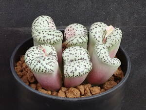 スタイネリー　Conophytum　obcordellum　ursprungianum　コノフィツム　多肉植物 