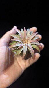 Tillandsia vanhyningii Jumbo エアープランツ ティランジア