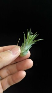  Tillandsia ionantha ‘Curly Giant’ form TI. ティランジア エアプランツ イオナンタ