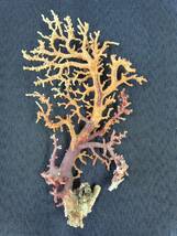 珊瑚 枝珊瑚 原木 天然 サンゴ _画像2