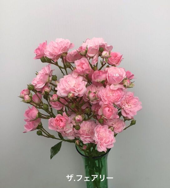 バラ ザ.フェアリー さし穂 4本