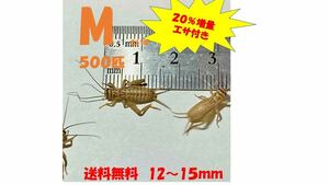 《全国配送》《送料無料》《20％増量》　　　《エサ付き》 M 12〜15mm 500匹イエコオロギ