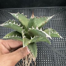 81M アガベ チタノタ オアハカ産オテロイ Oaxaca oteroi メキシコ agave titanota_画像5