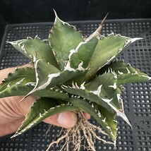 81M アガベ チタノタ オアハカ産オテロイ Oaxaca oteroi メキシコ agave titanota_画像2