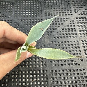 47Q アガベ　多肉植物　オバティフォリア　オルカ稀少株 