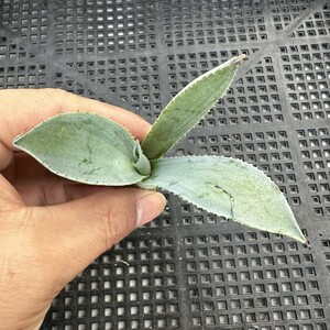 12S アガベ　多肉植物　オバティフォリア　オルカ稀少株