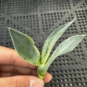 40T アガベ　多肉植物　オバティフォリア　オルカ稀少株