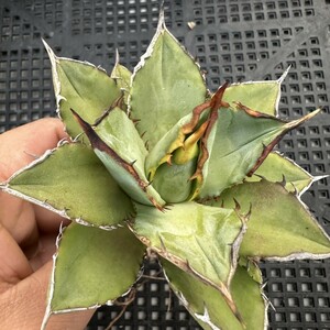 6V アガベ チタノタ オアハカ産オテロイ Oaxaca oteroi メキシコ agave titanota