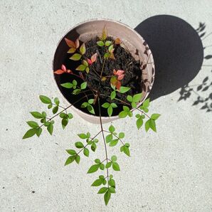 ⑦南天 小葉性 寄せ植え 生け花 盆栽 4月5日画像追加しました