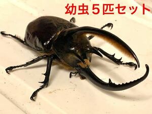 ③ ネプチューンオオカブト　幼虫５匹　ネプチューン　コロンビア 産